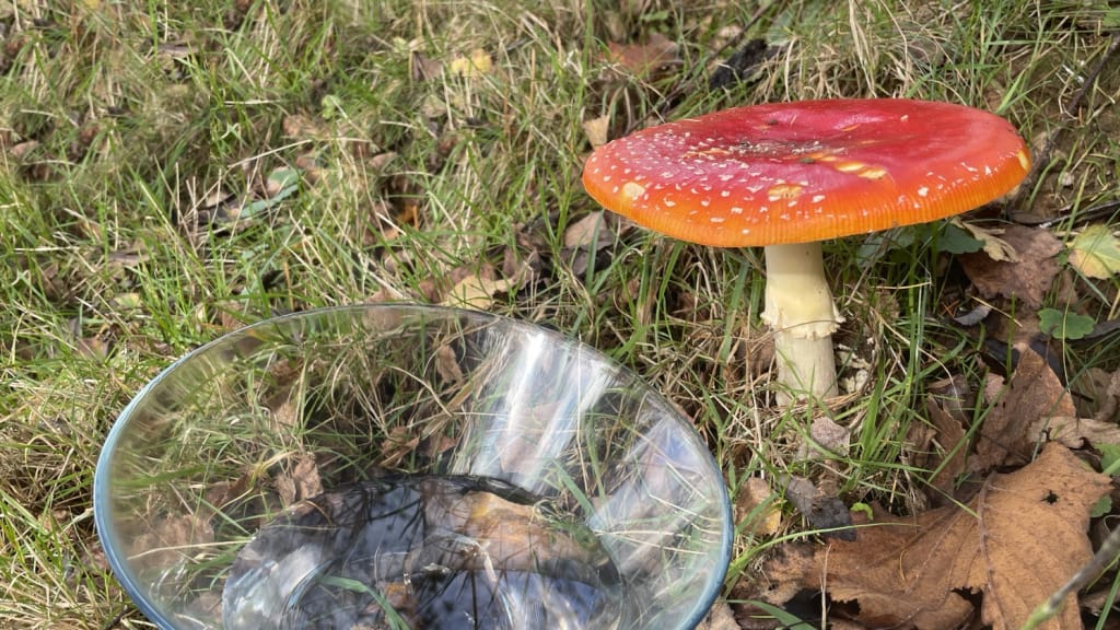 Rauchquarz und Fliegenpilz